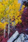 California, Sierra Nevada Mountains Mountain Dogwood And Aspen Trees In Autumn