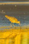 California, San Luis Obispo County Long-Billed Curlew Feeding At Sunset