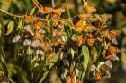 California, San Luis Obispo County Clustering Monarch Butterflies On Branches