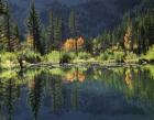 Autumn Colors Of Aspen Trees Reflecting In A Beaver Pond