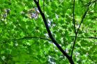 Looking Up Into Vine Maple, Stout Grove, Jedediah Smith Redwoods State Park, Northern California