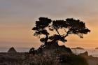 Cypress Tree At Sunset Along The Northern California Coastline, Crescent City, California