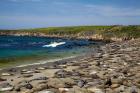 Northern Elephant Seals, California