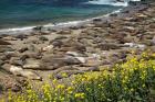 Northern Elephant Seals Sun Bathing In Cali
