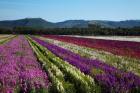 Santa Barbara Flower Fields, California