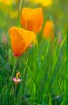 California Golden Poppies