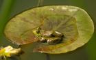 Californian Frog On A Lilypad