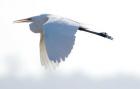 Great Flying Egret