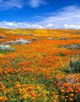 California Poppy Reserve Near Lancaster, California