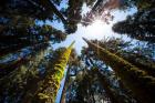 Upward View Of Trees In The Redwood National Park, California