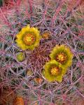 Close Up Of California Poppies