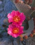 Cactus Flowers In Spring