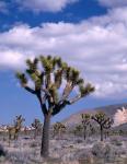 California, Joshua Tree NP, Near Hidden Valley