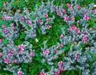 Wildflowers Near The Redwood NP