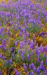 Californian Poppies And Lupine