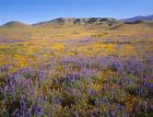 Wildflowers Bloom Beneath The Caliente Range, California