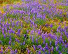 Carrizo Plain National Monument Lupine And Poppies