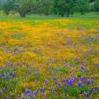 Lupine And Goldfields At Shell Creek Valley, California
