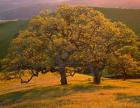 Sunset Soaked Oak Trees, California
