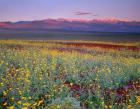 Desert Sunflower Landscape, Death Valley NP, California
