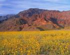 Black Mountains And Desert Sunflowers, Death Valley NP, California