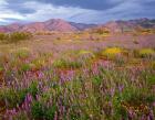 Cottonwood Mountain Landscape, Joshua Tree NP, California