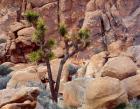 Lone Joshua Trees Growing In Boulders, Hidden Valley, California