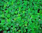 Spring Growth Of Wood Sorrel After Rain