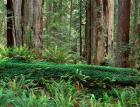 Prairie Creek Redwoods State Park, California