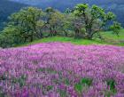 Lupine Meadow In The Spring Among Oak Trees