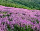 Lupine Meadow Landscape, Readwood Np, California