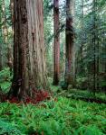 Prairie Creek Redwoods Sp, California