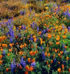 Douglas Lupine And California Poppy In Carrizo Plain National Monument