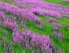 Spring Lupine Meadow In The Bald Hills, California
