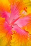Pink And Yellow Hibiscus Flower,  San Francisco, CA