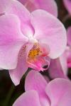 A Pink Orchid In The Phalaenopsis Family, San Francisco