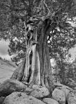 California, High Sierra Juniper Tree (BW)