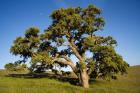 California, Cottonwood Tree