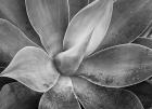 California, Del Mar Succulents (BW)