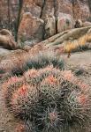 California, Alabama Hills, Cactus