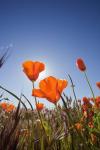 Poppies With Sun And Blue Sky, Antelope Valley, CA
