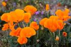 Golden California Poppies In Antelope Valley