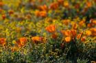 Golden California Poppy Field