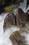 Lone Tree With Waterfall At Cascade Creek Falls