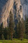 Ponderosa Pines With The Middle Cathedral Spire