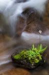 Flowering Fern With A Rushing Stream