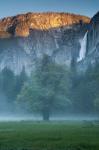 Misty Yosemite Oak