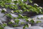 Dogwood Along The Merced River