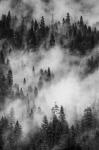 Swirling Forest Mist, Yosemite NP (BW)