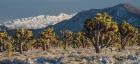 Panoramic View Of Joshua Trees In The Snow